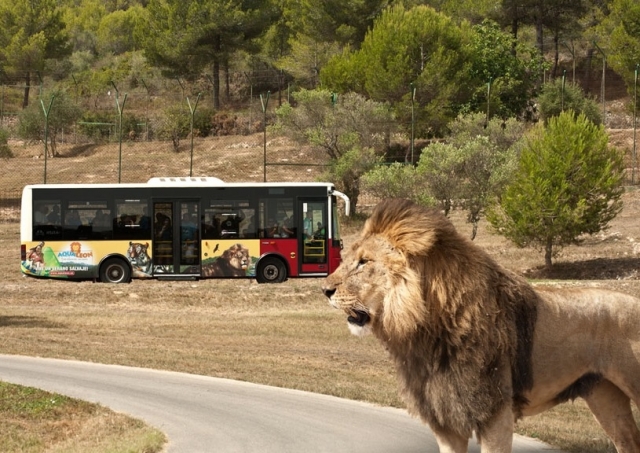  Safari en bus 